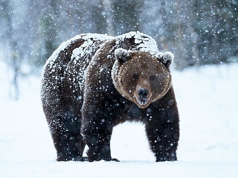 Изображение Кабаны и медведи дают отпор охотникам