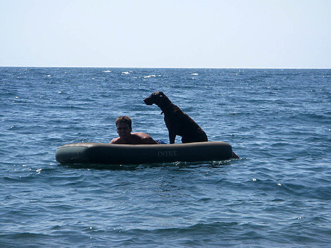 Изображение В отпуск с легавой собакой