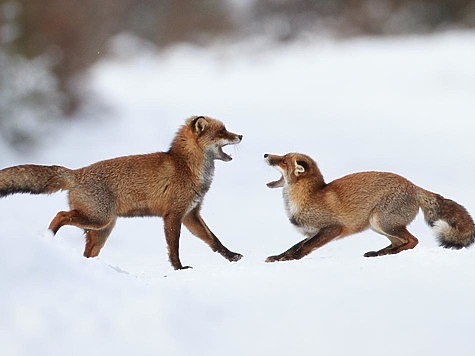 Изображение В Рязанской области объявили охоту на волков и лисиц без ограничений