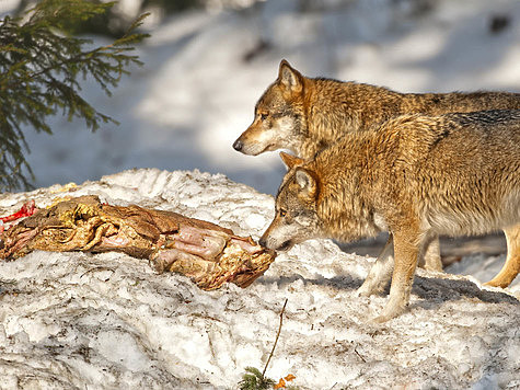 Изображение Человек и волк: кто больше хищник?
