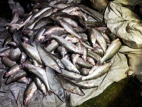 Изображение В Калининграде задержан браконьер с крупным уловом