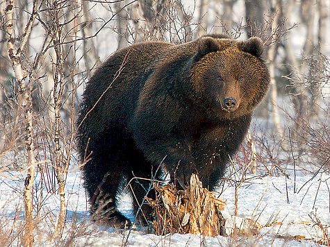 Изображение Охота на медведя: какой она должна быть