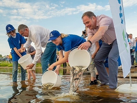 Изображение Прошел выпуск стерляди в Шекснинское водохранилище