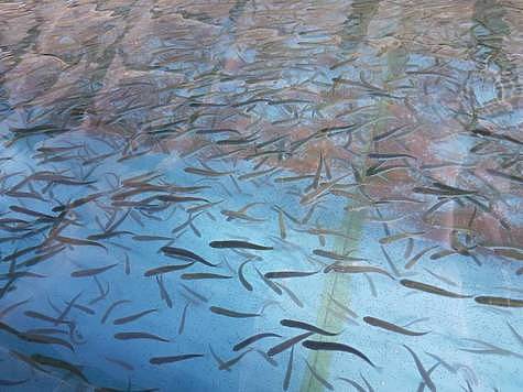 Изображение На Сахалине начали масштабные выпуски мальков лососей
