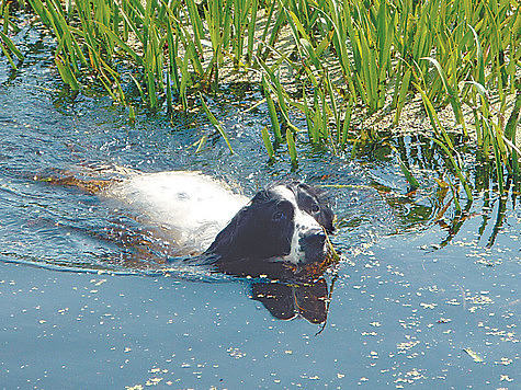 Изображение Лоркины охоты: проишествие на воде