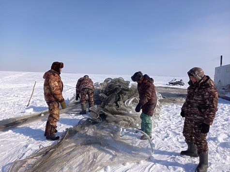 Изображение О зимовке рыбы в Новосибирской области