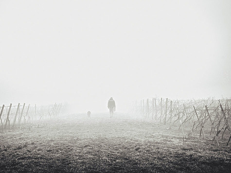 Терьер помог выйти охотнику из леса в тумане