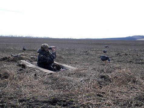 Изображение В Челябинской области застрелили краснокнижного лебедя