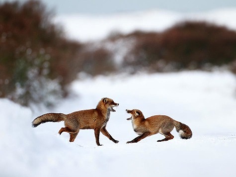Изображение Охота на лисиц в период гона