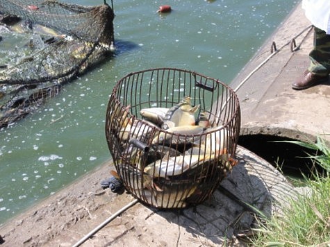 Изображение В Ростовской области провели ветконтроль рыбоводных хозяйств