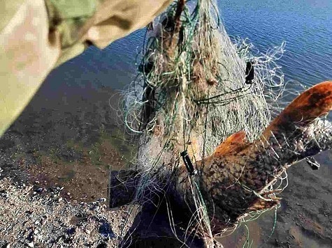 Изображение Рыбу освободили и сети сожгли