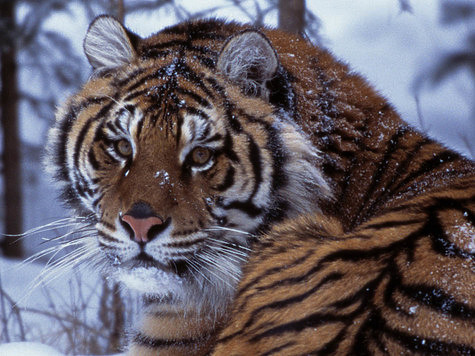 Изображение Знаменитый охотник Индии выслеживает тигра-людоеда