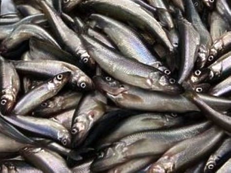 Изображение Вологодские рыбаки смогут добыть 450 тонн корюшки в Онежском озере