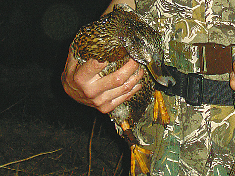 С подсадной: советы охотникам