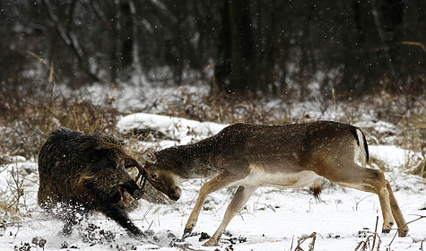 Изображение У браконьеров изъяли почти три тысячи рогов оленей 