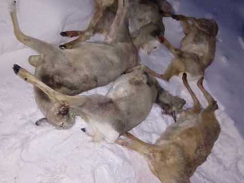 Изображение Тюменского ВИП-браконьера освободили от уголовного преследования