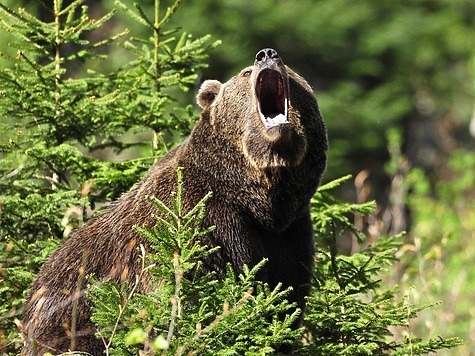 Изображение Под Витебском охотник из самообороны убил краснокнижного медведя