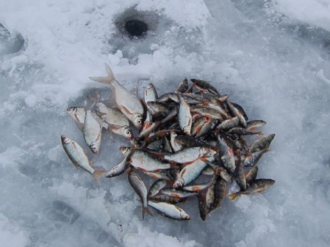 Изображение Калужские рыболовы предпочитают озера и пруды