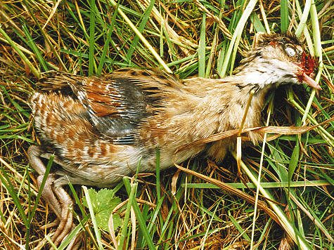 Изображение Сенокос уничтожил всех луговых птиц
