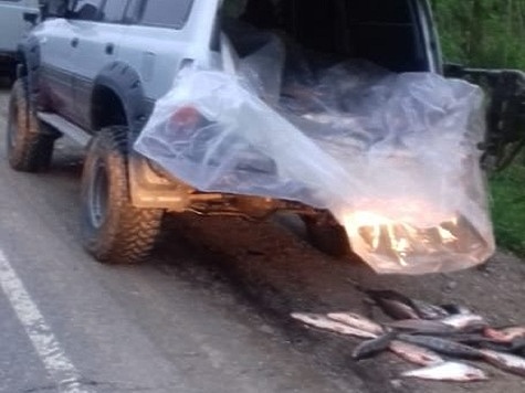 Изображение В автомобиле нашли 700 килограмм браконьерского лосося