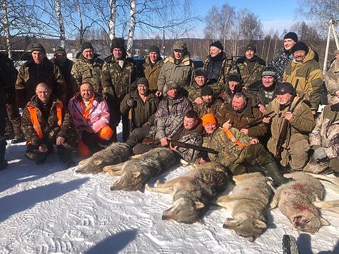 Изображение В Курганской области волков добывать не будут