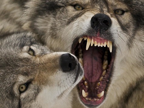 Изображение Охотники Тувы провели 29 облав на волков