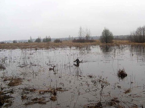 Изображение Охотников предупредили за обман с подсадными утками