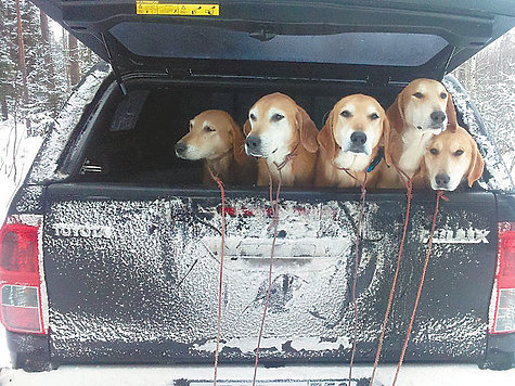 Изображение Прошли Московские областные состязания гончих собак