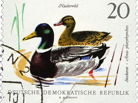 Изображение Кряква на почтовых марках