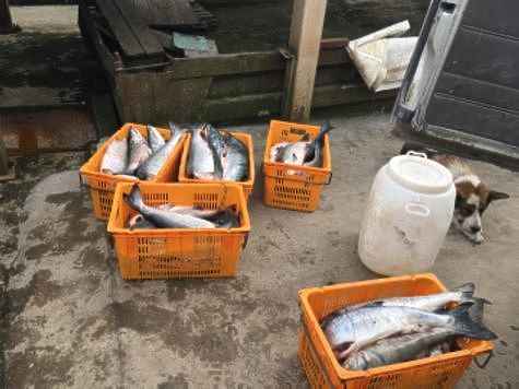 Изображение Родовые общины уличены в незаконном лове рыбы