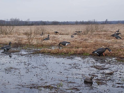 Изображение Липецкая область планирует переносить сроки весенней охоты на гуся в сезоне 2021 года