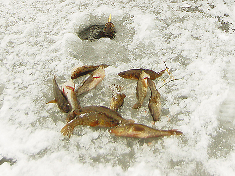 Изображение Особенности ловли с первого льда