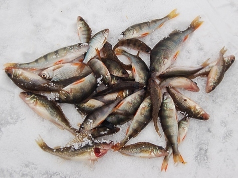 Изображение Рыболовы Калуги вышли на последний лед