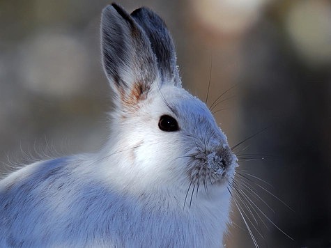 Изображение Феномен белого зайца