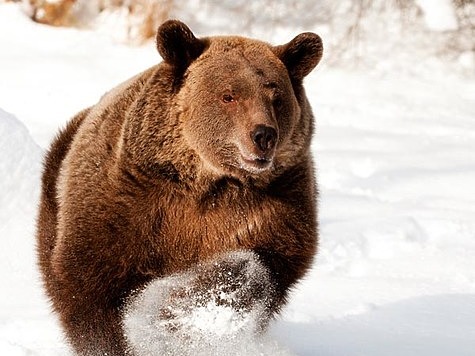 Изображение Медведя незаконно добыли на берлоге