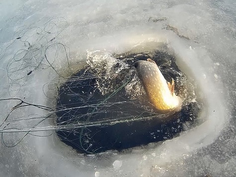 Изображение Браконьер понадеялся на помощь мороза