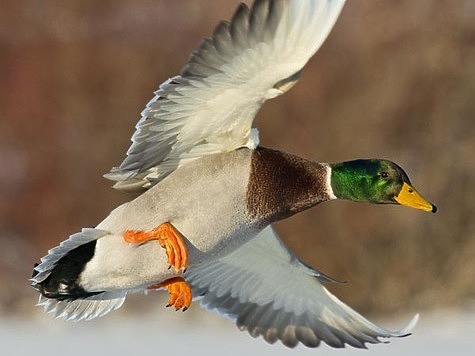 Изображение В Татарстане охотничьи хозяйства допустили снижение численности животных