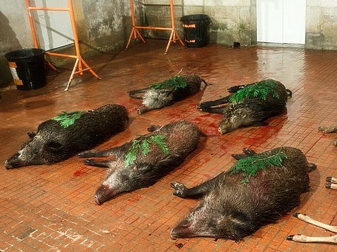 Изображение Восьмерых браконьеров оштрафуют за незаконную охоту на кабанов