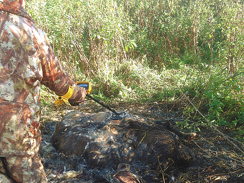 Браконьерам не место в руководстве охотничьим хозяйством