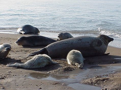 Изображение Каспийского тюленя внесли в Красную книгу