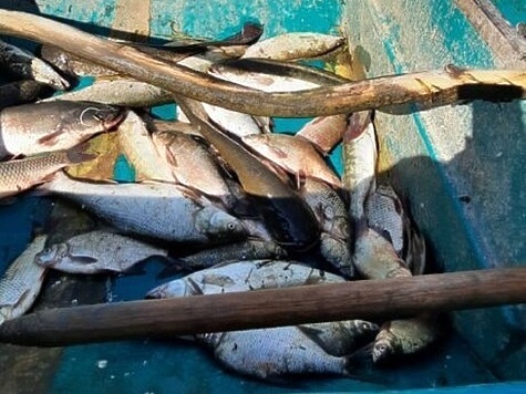 Изображение Сводка Волго-Каспийской рыбоохраны 