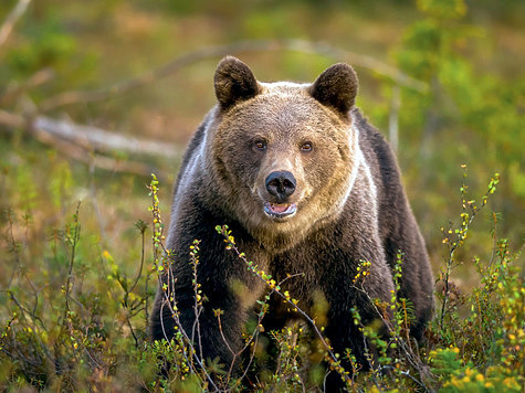 Изображение На медведя с рогатиной: желающие найдутся