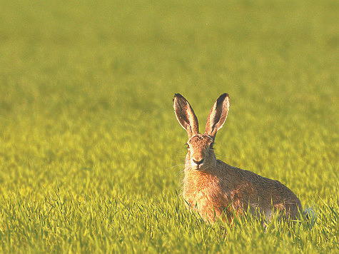 Национальная проблема — охотничье хозяйство России