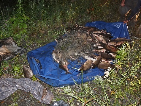 Изображение Безработные браконьеры ловили лосося для личного потребления