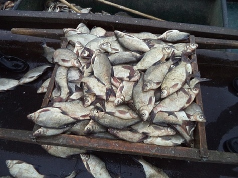 Изображение Итоги промысла речных рыб и ход килечной путины