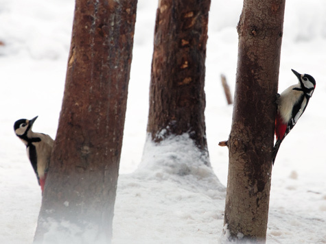 О нашей охоте и о нас, охотниках