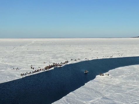 Изображение Промысел на Сахалине продолжают со льдин