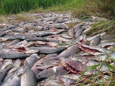 Изображение Приморская рыбоохрана поймала рекордное количество браконьеров