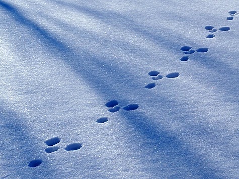 Изображение Снегоход не помог браконьеру избежать наказания