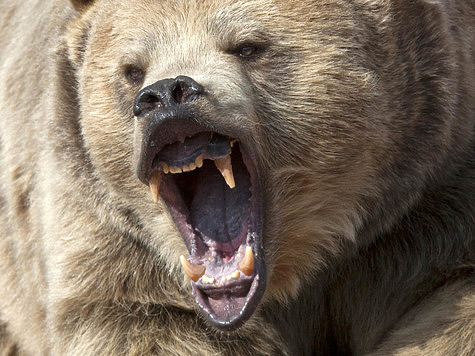 Изображение Притравочные станции по-новому: медведь должен быть без привязи и с когтями
